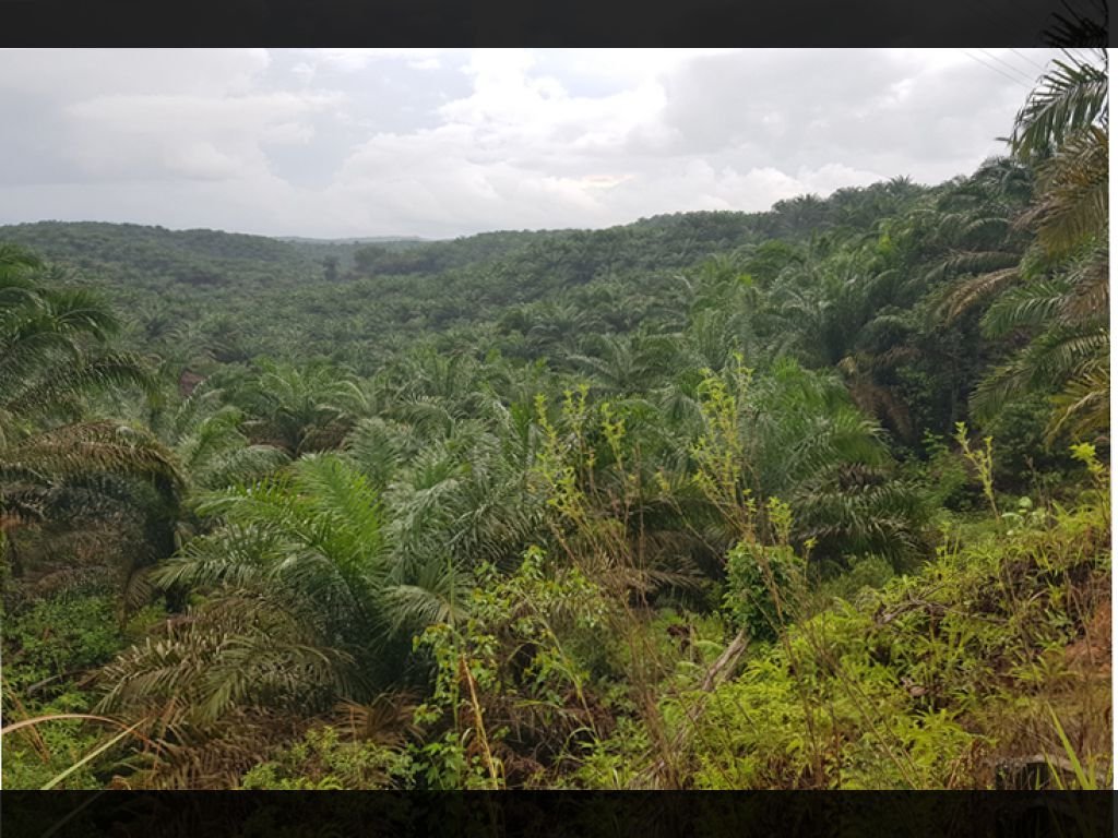 Safni sikumbang