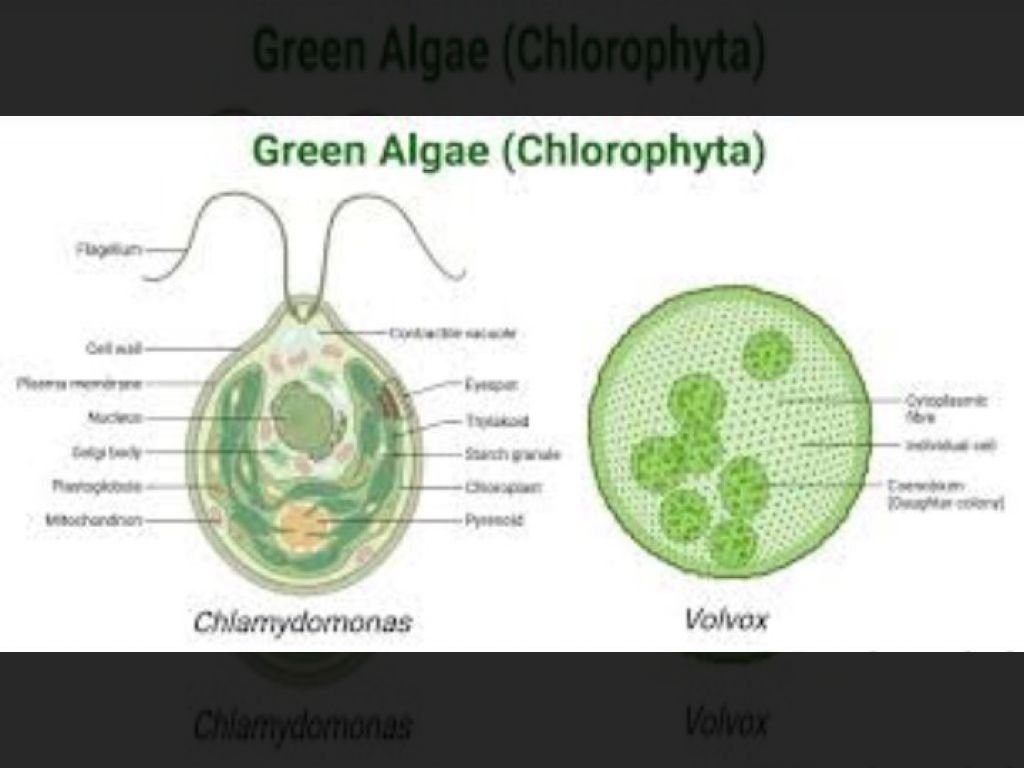 Ledakan Alga Guncang Laut Australia: Ekosistem dan Perikanan Terancam!