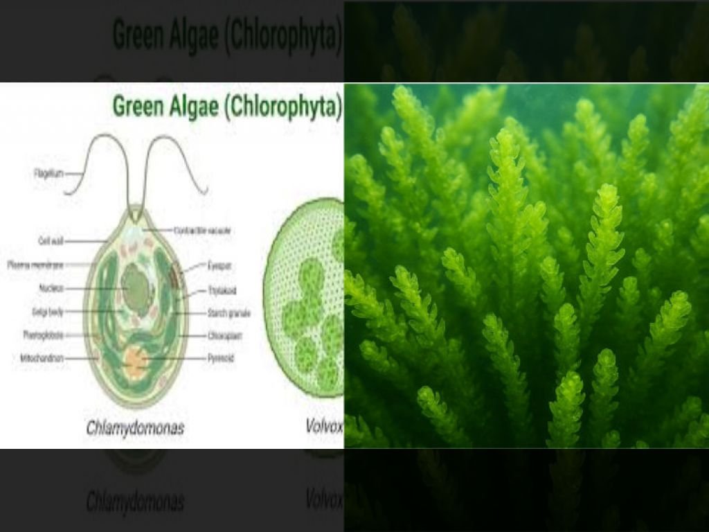 alga