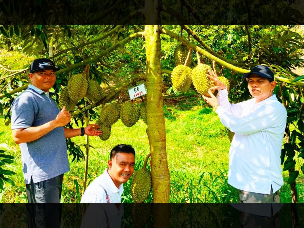 Anda Ingin Durian Musang King? Datang ke Supayang - Solok