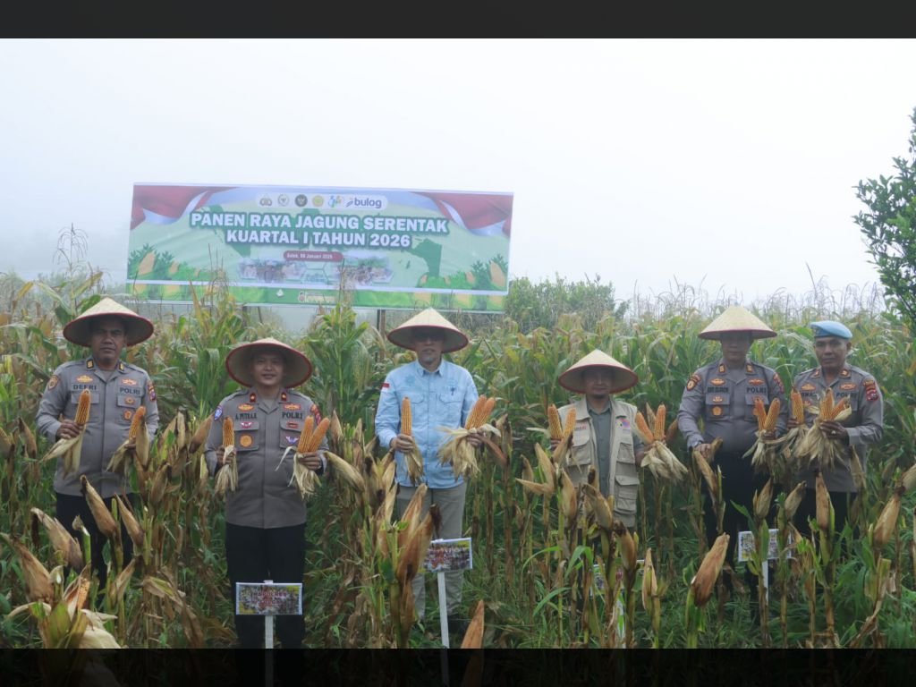 Dukung Ketahanan Pangan, Polres Solok Panen Jagung 1 Ton di Sukarami