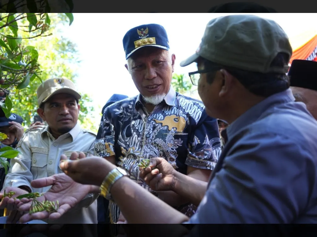 Panen raya cengkeh di nagari paninggahan