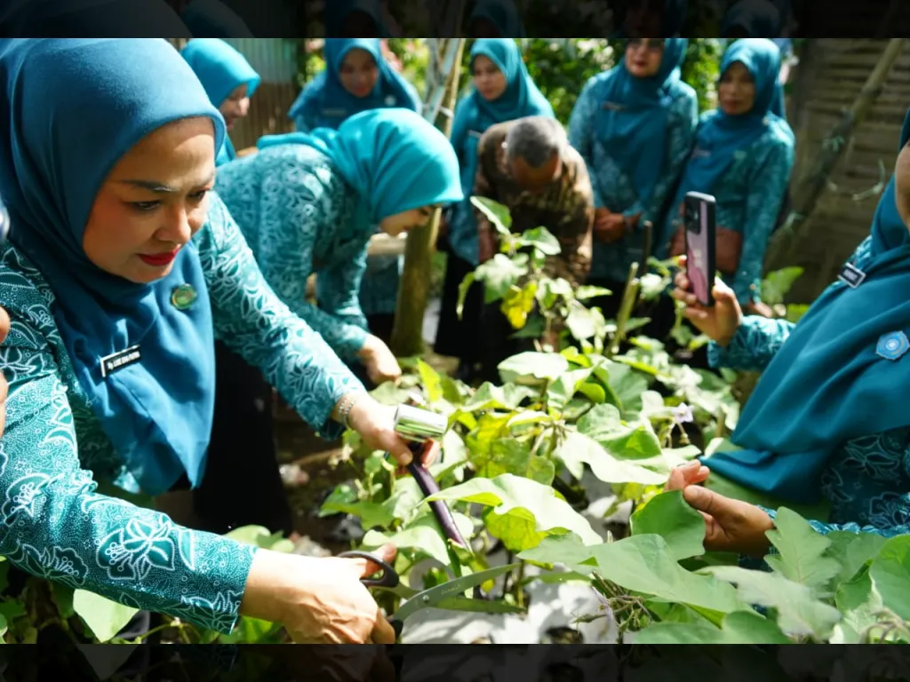 Tim lomba PKK Sumbar didampingi Ketua TP-PKK Tanah Datar panen sayur di nagari Paninjauan