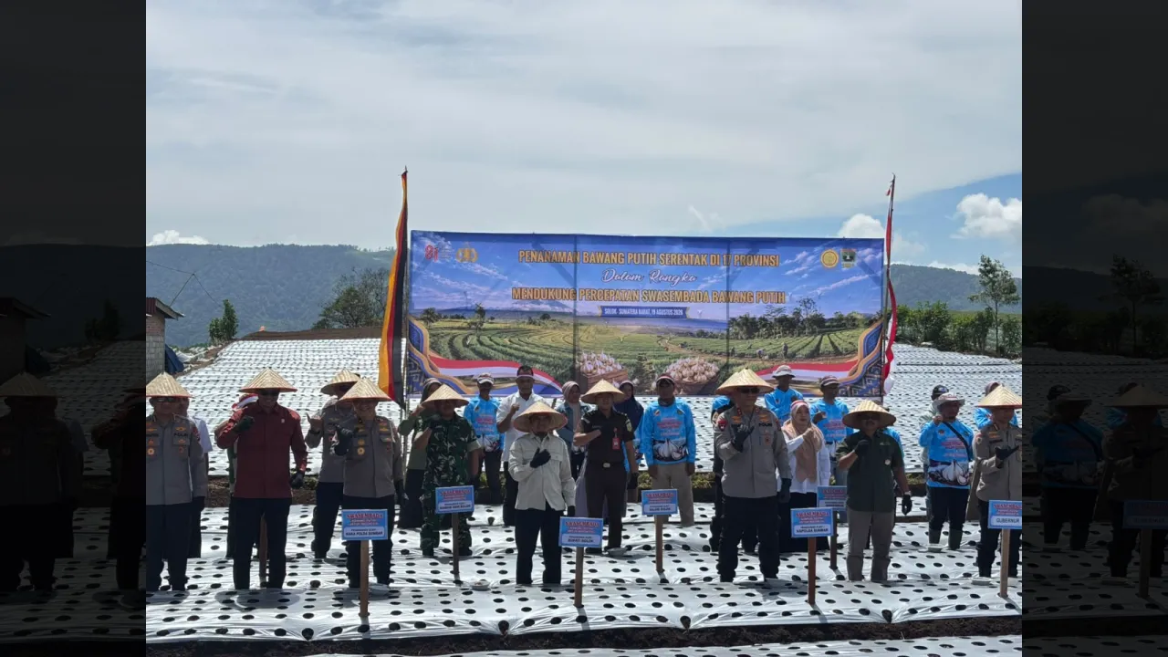 Penanaman bibit Bawang Putih di  jorong  Air Tawar Utara, Nagari Kampung Batu Dalam